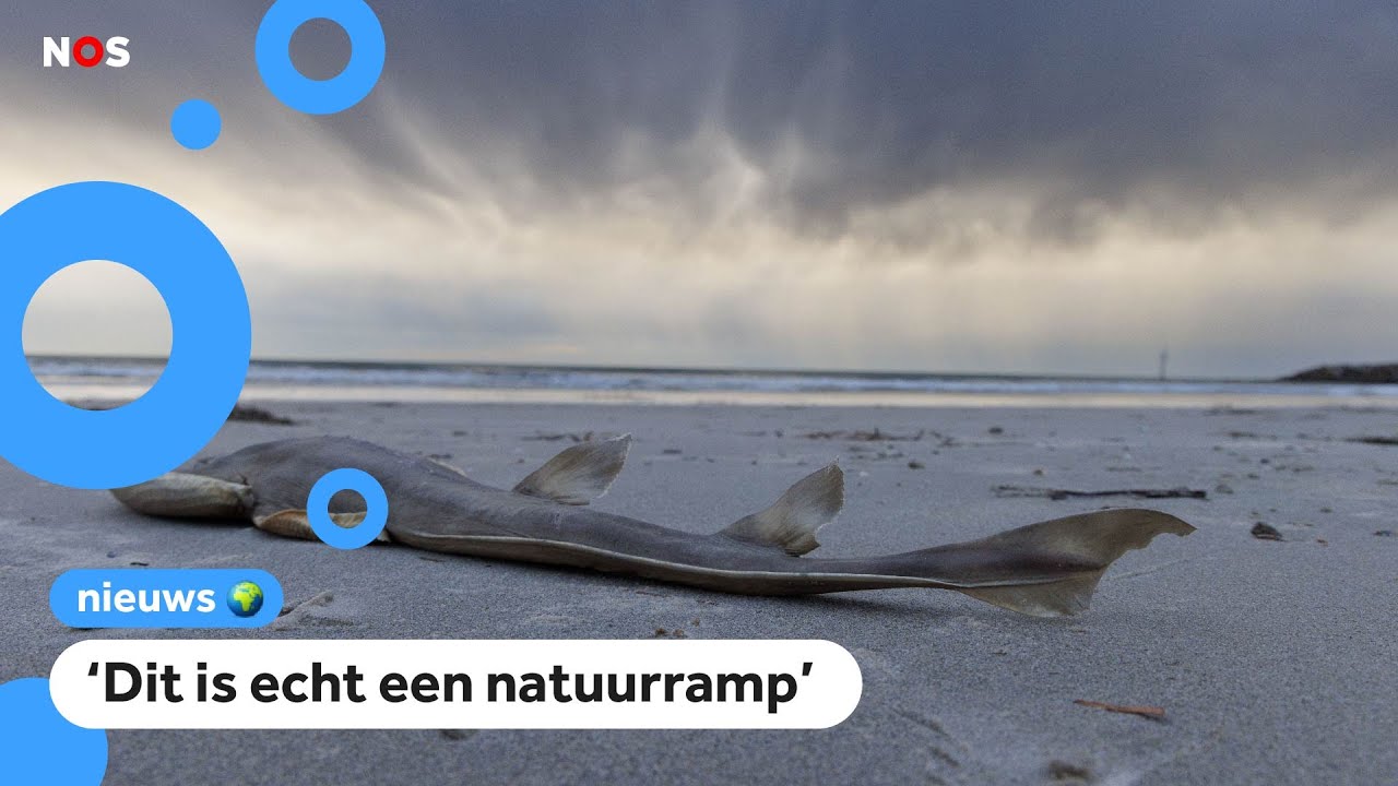 Tienduizenden vissen dood door algen