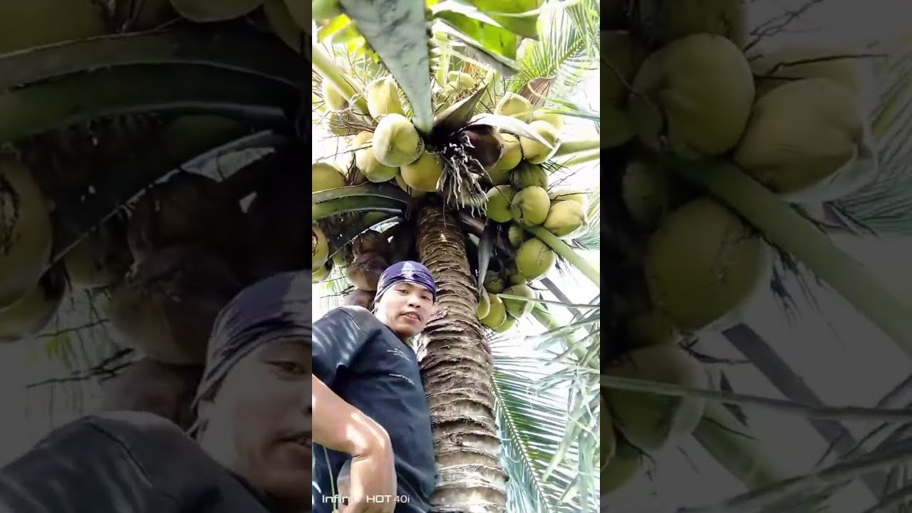 Naara ka diha dol l pang last nga punoan ni dol 