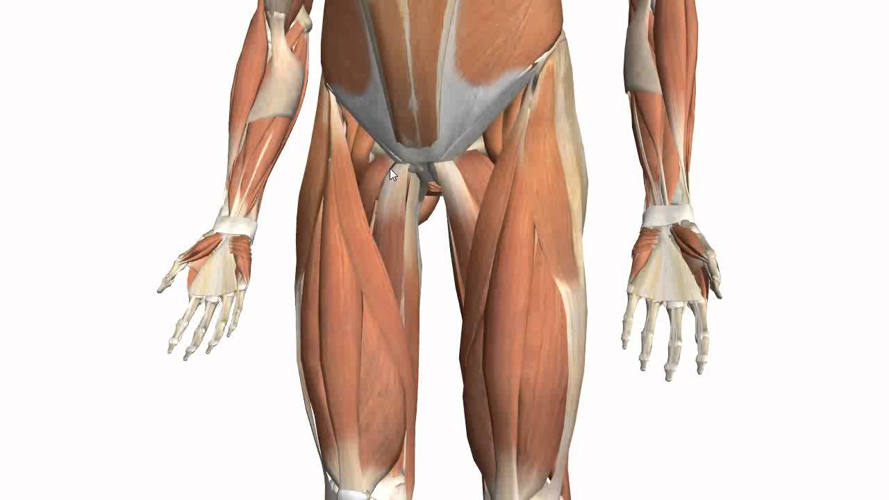 Muscles of the Thigh Part 2 - Medial Compartment - Anatomy Tutorial