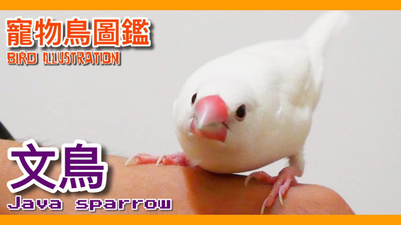 文鳥究竟能不能與鸚鵡混養？養文鳥之前你要知道的4件事！Java sparrow illustrated book【鸚鵡小木屋】【寵物鳥圖鑑EP15】