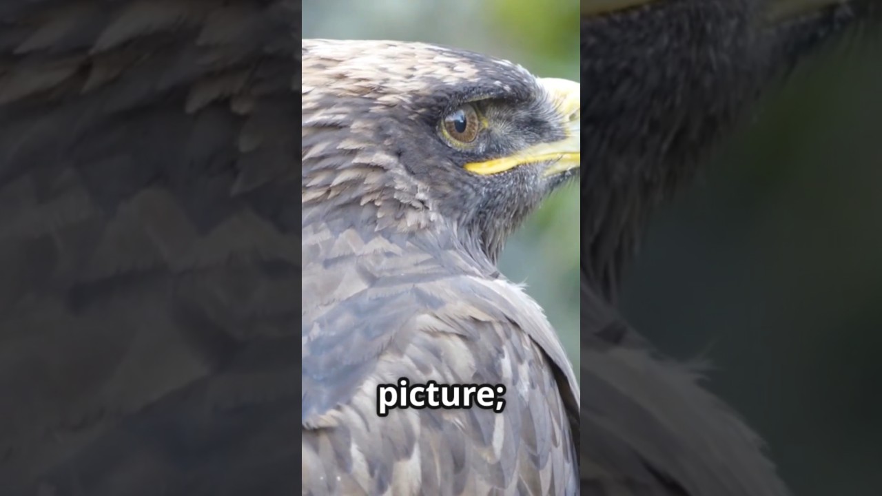 Lessons from the Animals 🐑🦅 | Watch the Full Video on Our Channel!