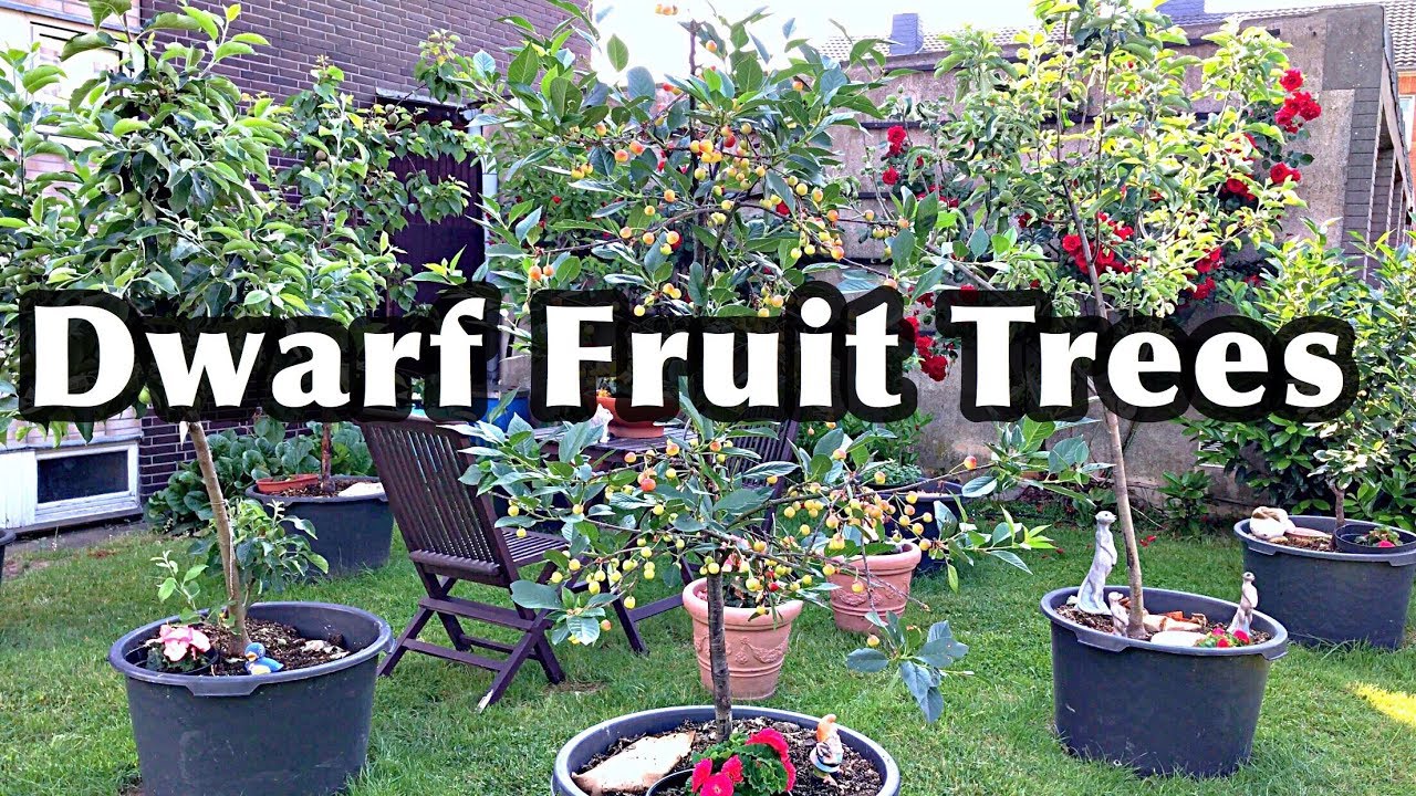 DWARF FRUIT TREES In Containers