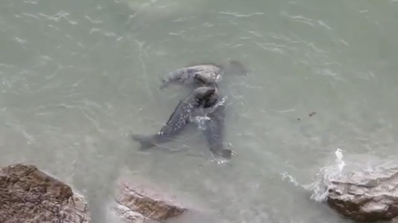 Great Orme Seals - 20th January 2026