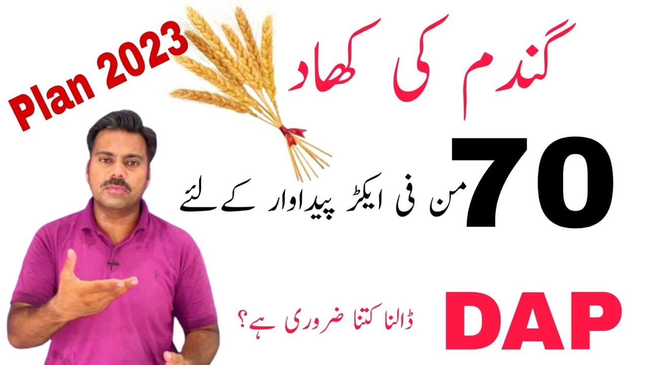 Fertilizers plan for wheat crop | Abid Ali Agrarian