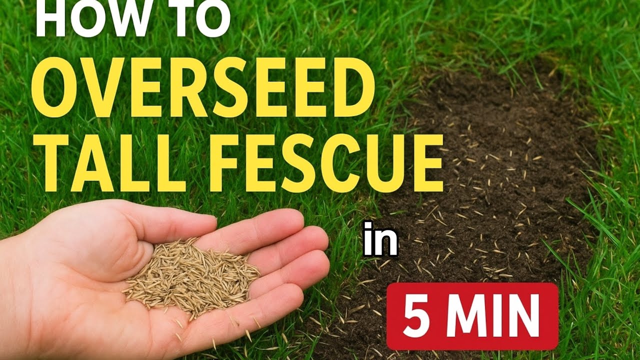 5 Basic Steps For Overseeding Your Tall Fescue Lawn (under 5 min)