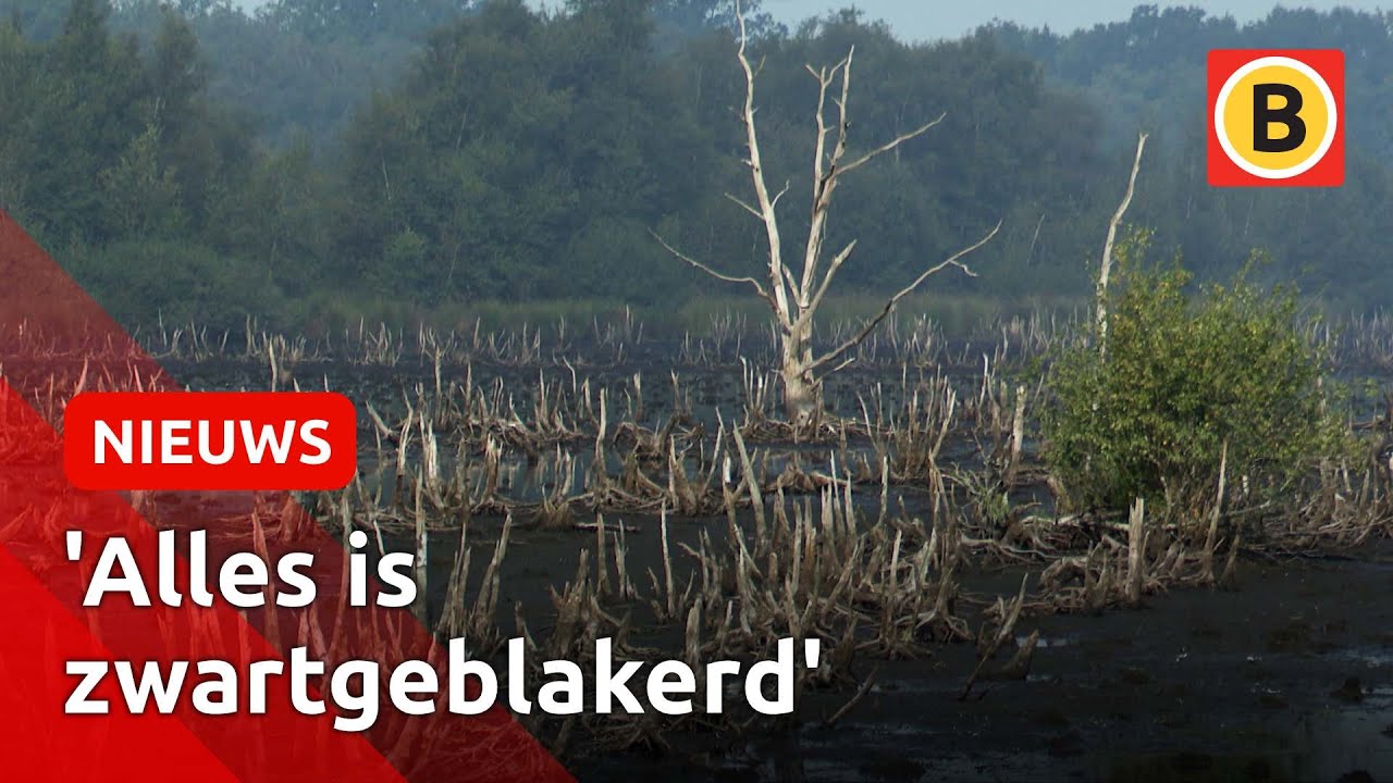 De Peel smeult na op day-after grote natuurbrand | Omroep Brabant