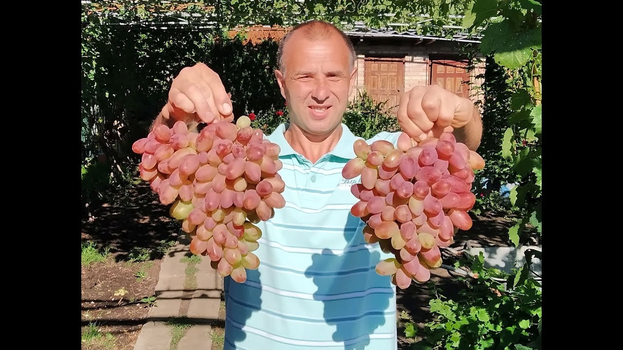 Выведение кустов винограда на арку. Сезон 2020 (Derivation of vines on the arch. Season 2020)