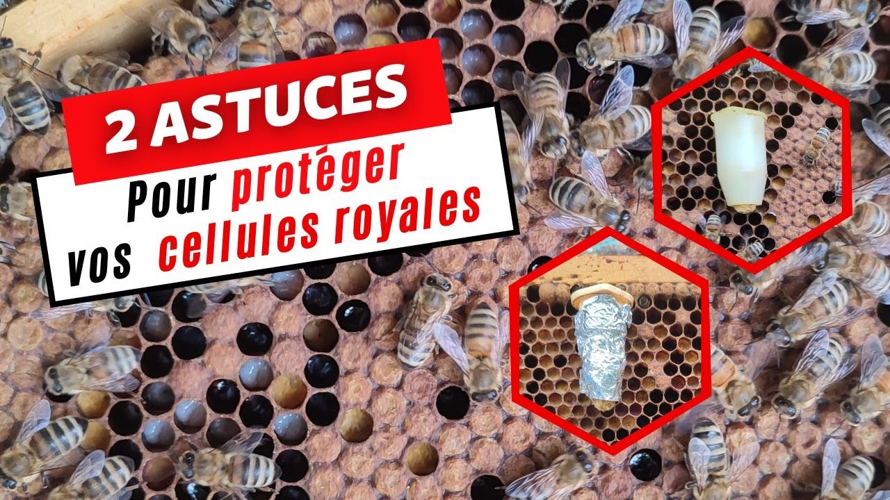 Deux astuces pour protéger vos cellules royales lors de l'introduction