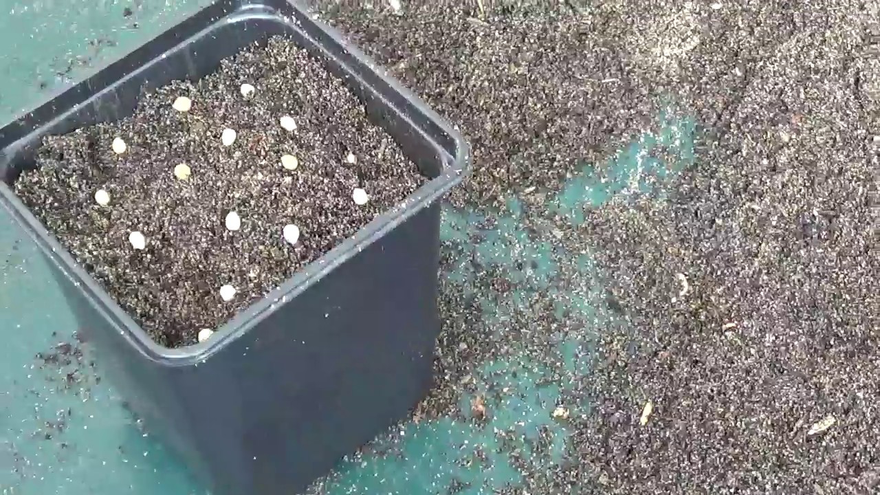 Semis de fleurs #Permaculture