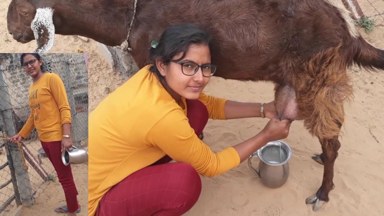 Desi style Goat milking by hand | घङी पहनके बकरी का दूध निकालना | Goat milking by hand| Village life