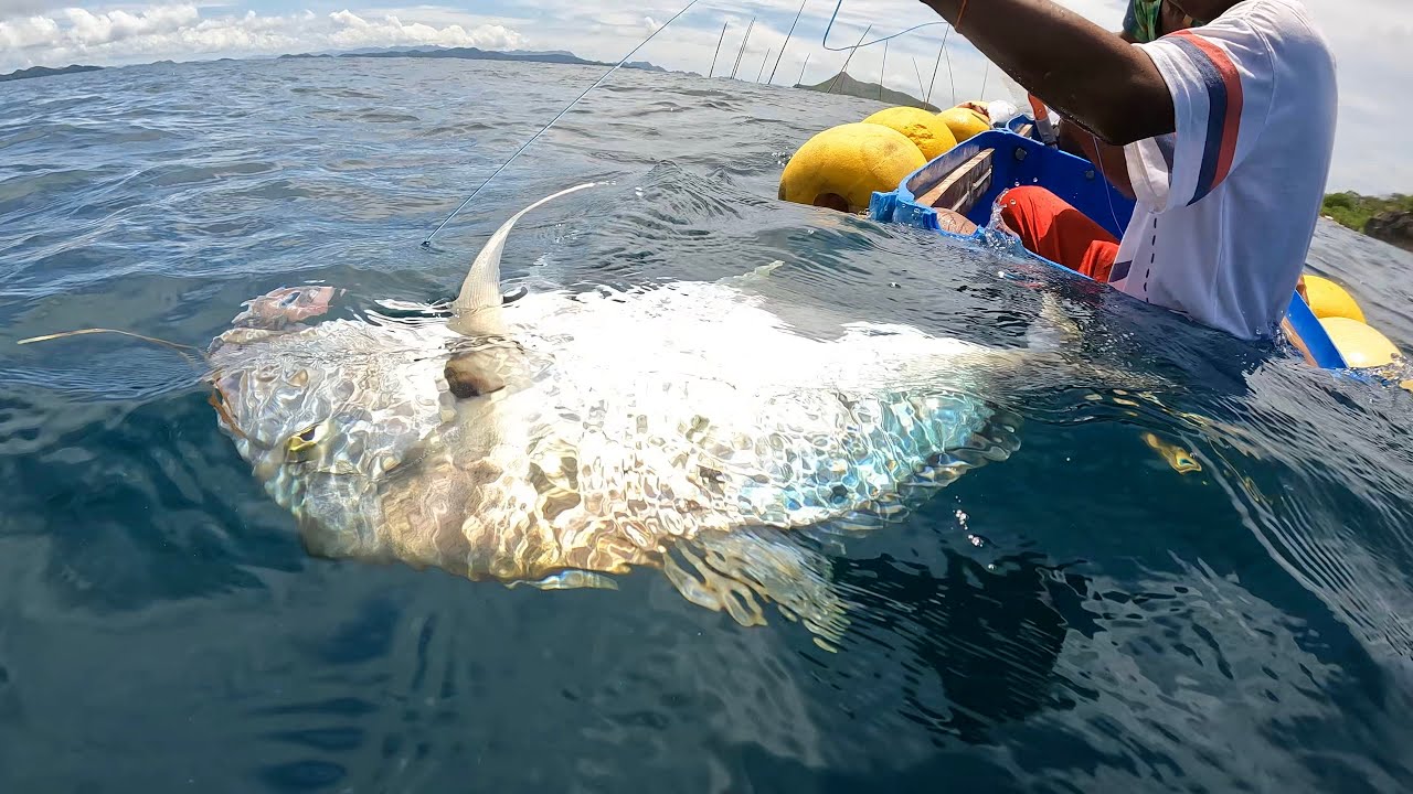 22.5kL Golden Trevally Grabe Ang Lalakas Lumaban