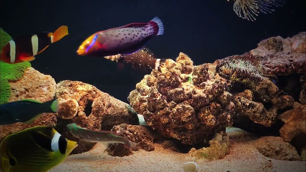 The Marine 🐠🐟🐙