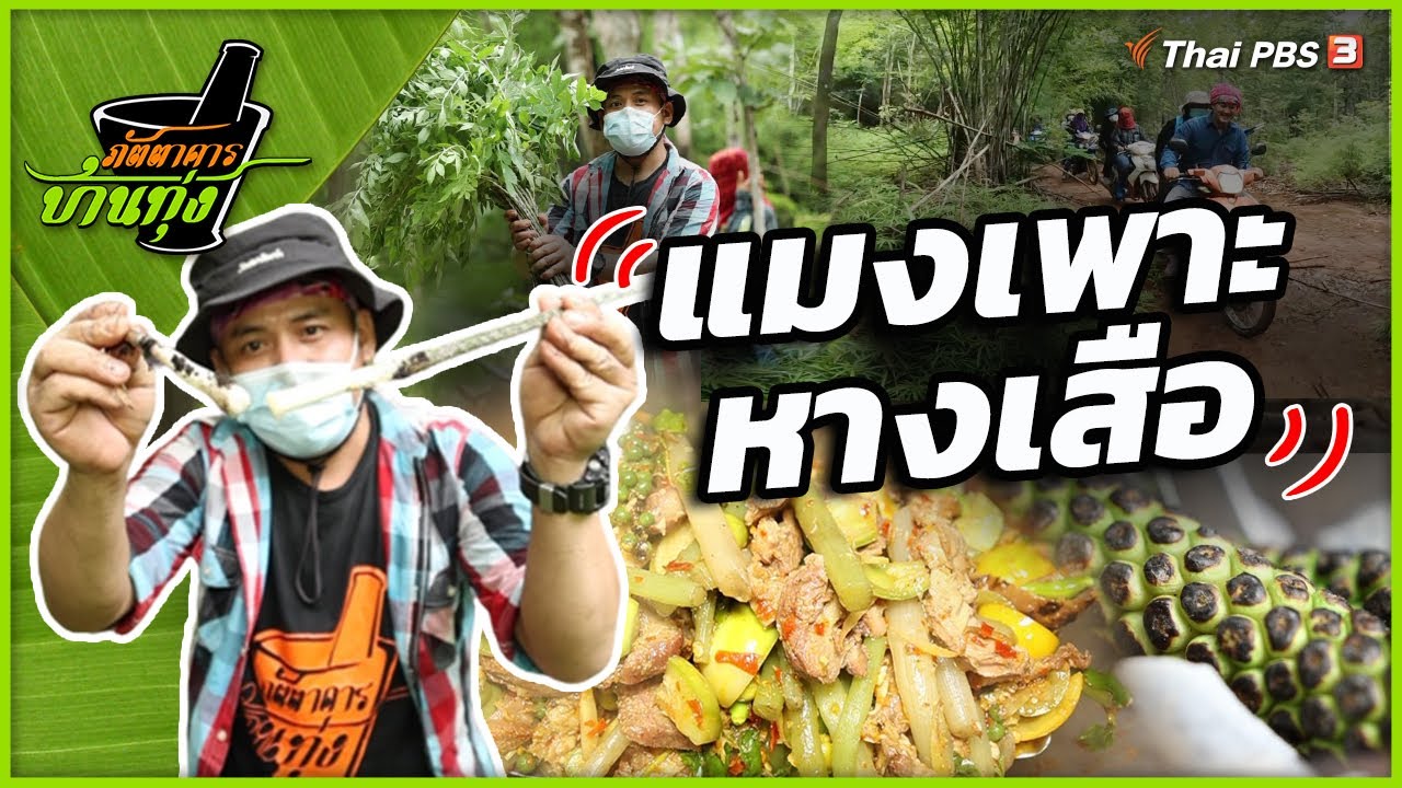 แมงเพาะหางเสือ | ภัตตาคารบ้านทุ่ง