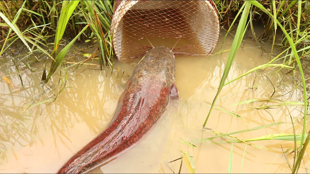 Build Fish Trapping System Make From Plastic Containers & Nets | Smart Boy Catching Giant Big Fish