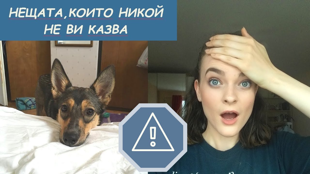 Преди да си вземете куче...