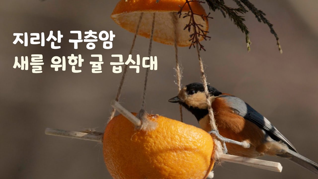 지리산 구층암. 겨울철 새들을 위한 귤 급식대