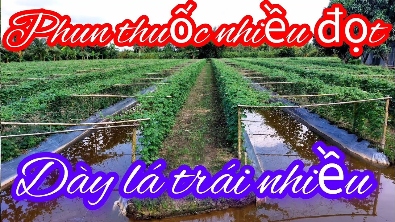 Phun thuốc phúng nhiều đọt khổ qua Nhiều trái lá dày mập đọt 