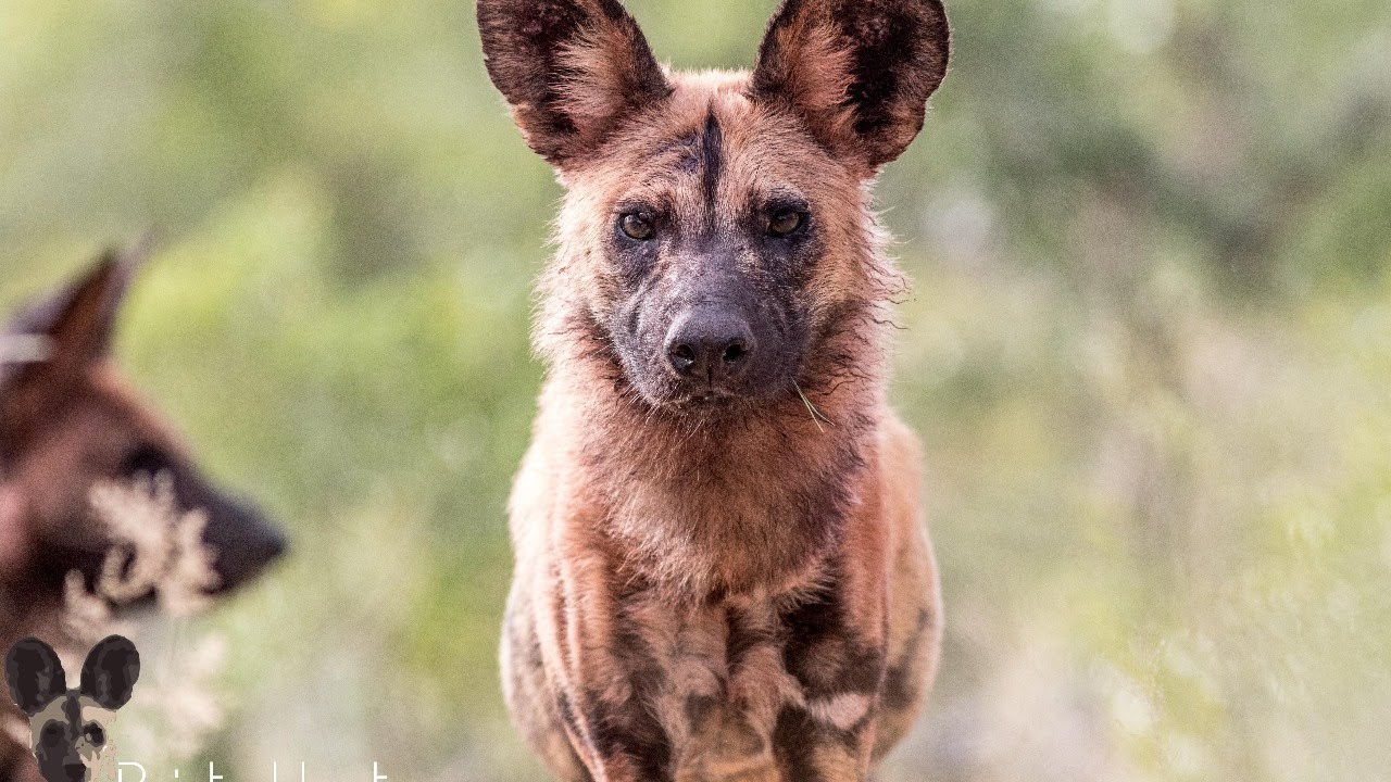 Live: Welgevonden EWT Painted Dogs Cam - Boma View