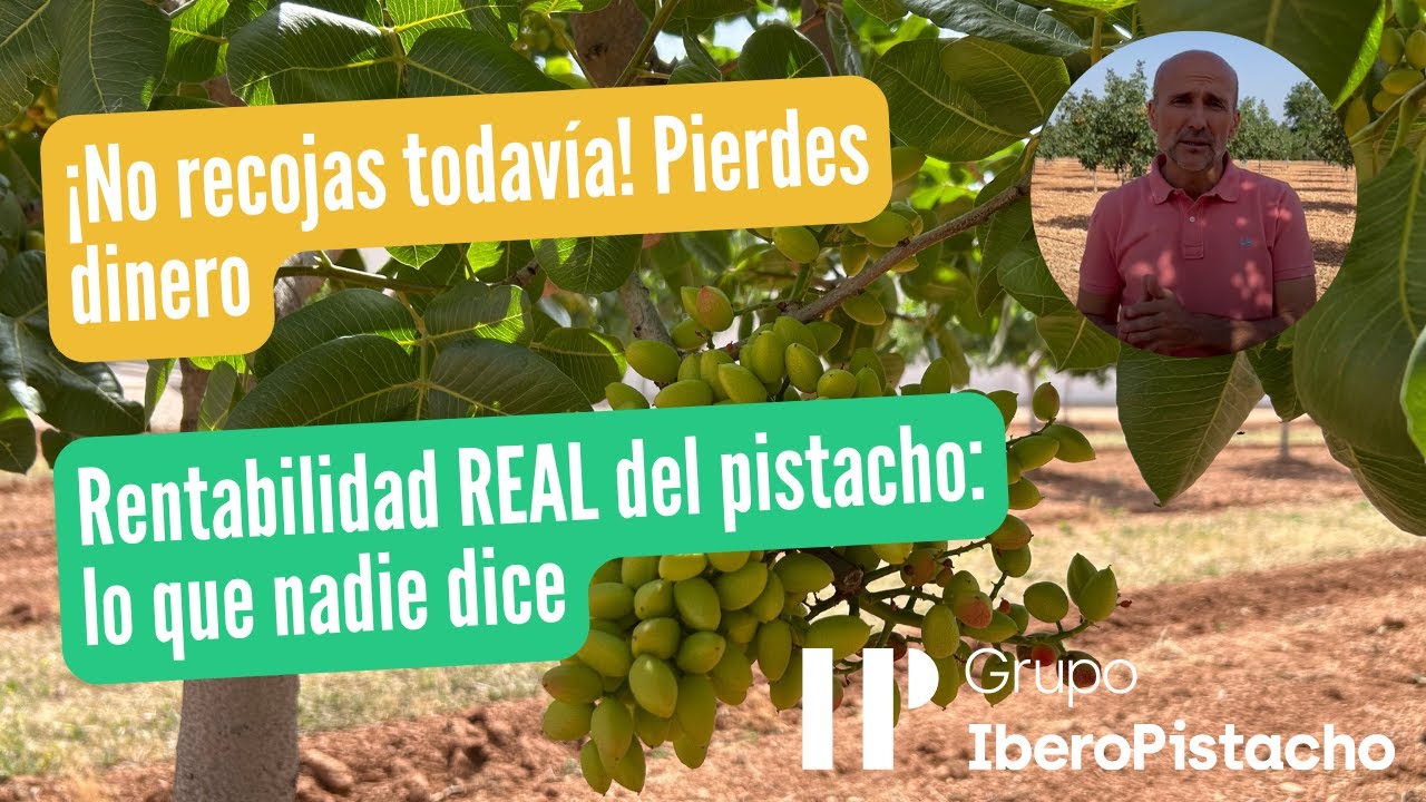 ¿Cuándo es rentable un cultivo de pistacho? | Producción Rentable vs Cosecha