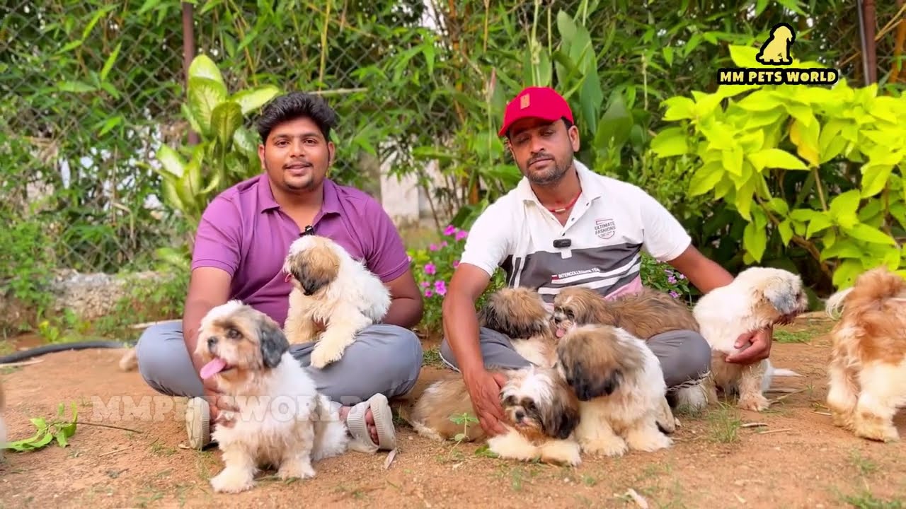 Shihtzu breeder in Hyderabad | Big kennel in Hyderabad | Poornima Kennels #shihtzu #puppy #dog