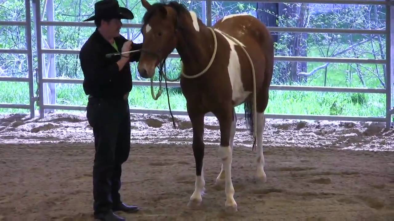Day 4 (pt. 1) - SCEA Rescue Horse - Disengaging the Forequarters
