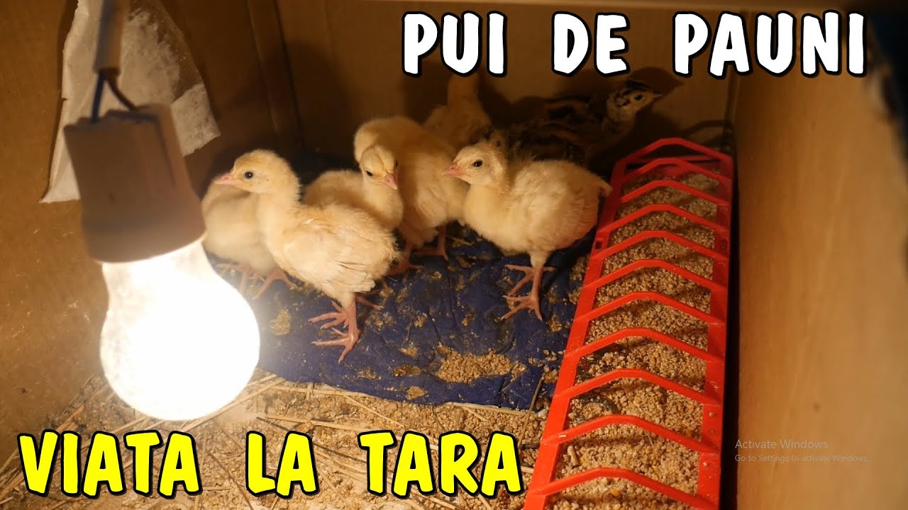 Viața la țară - Pui de Pauni, Fazani, Găini de rasă la gospodăria lui Titi #viațalațară #2021