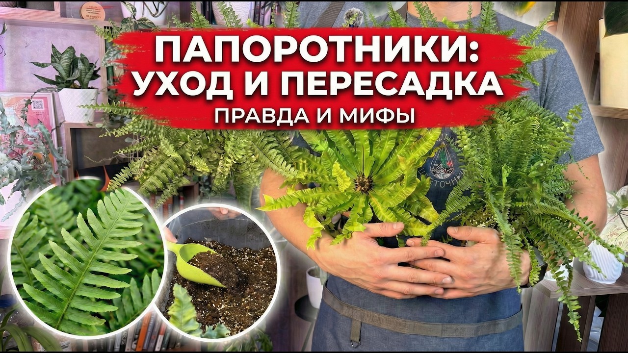 Уход и пересадка папоротников от грунта до полива: ошибки и мифы