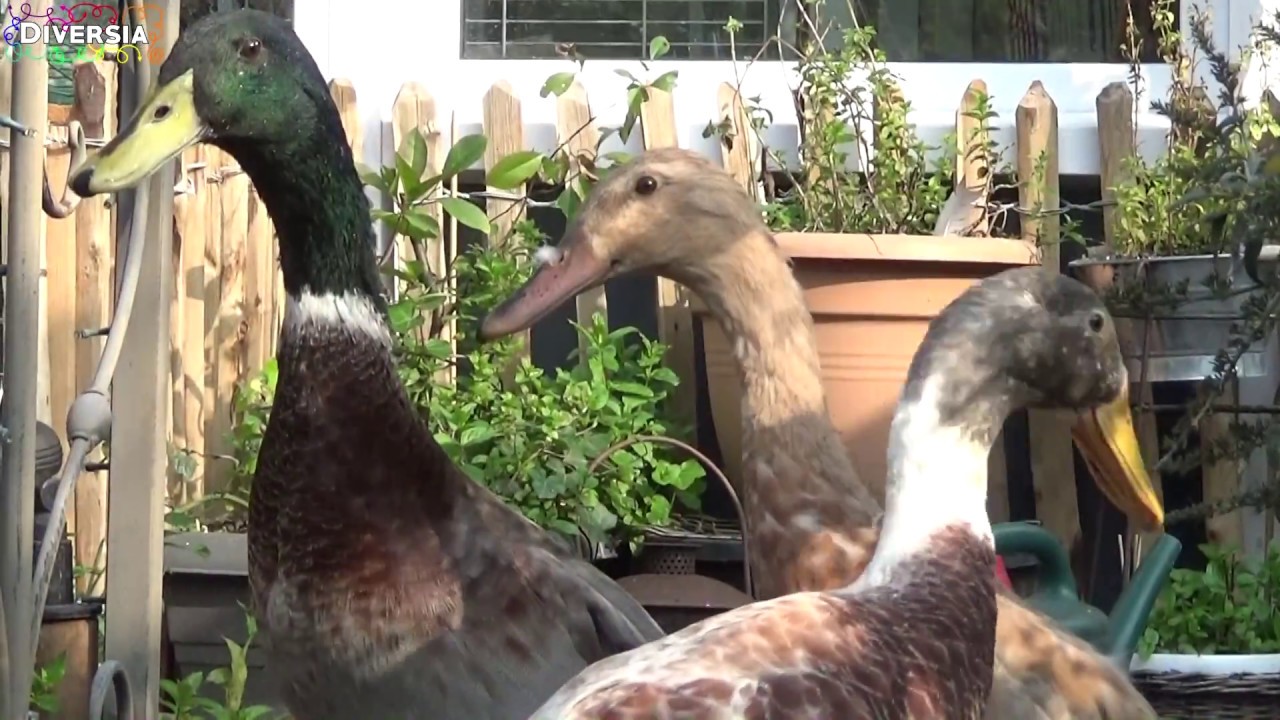INDIAN RUNNER DUCKS IN OUR GARDEN