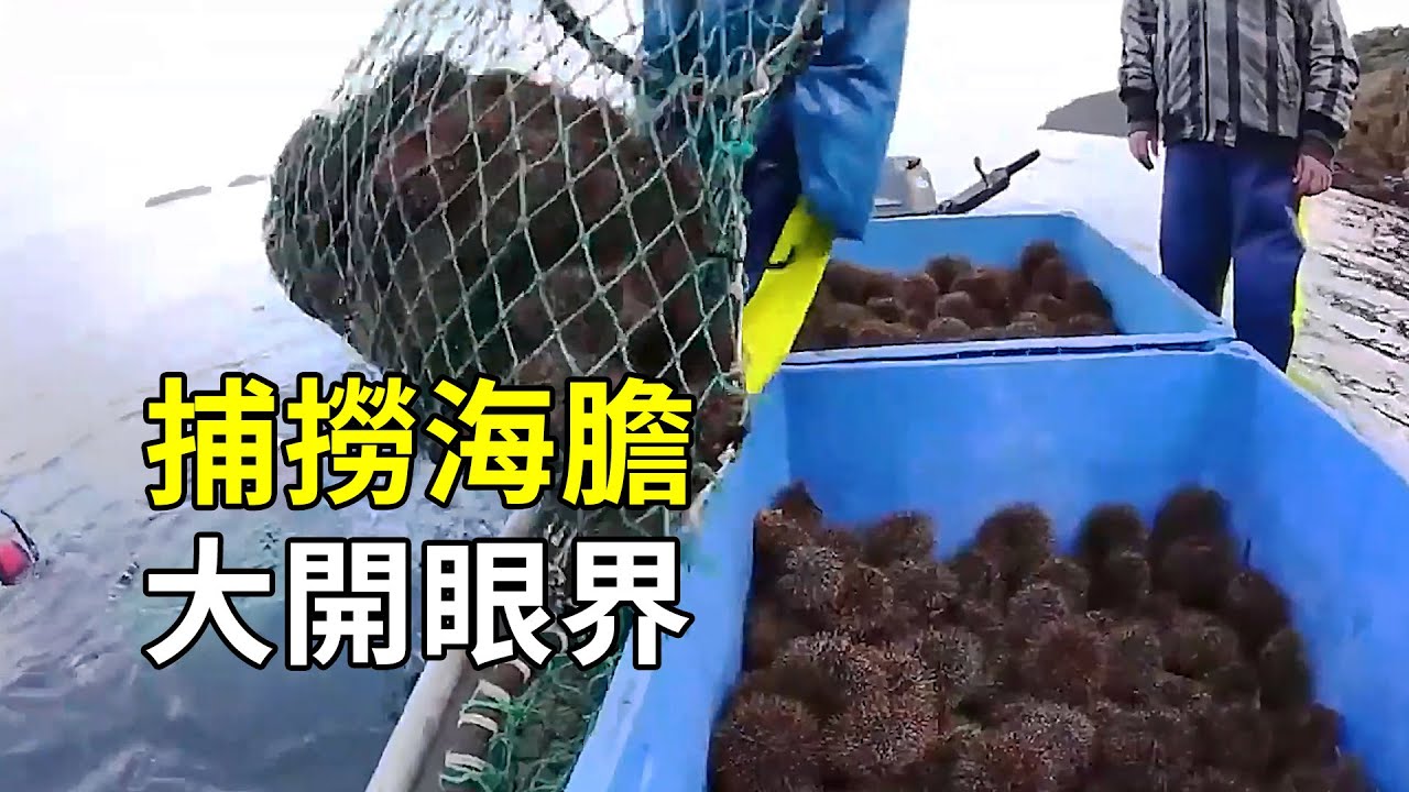 海膽的秘密，出海捕撈，一人一天數百斤
