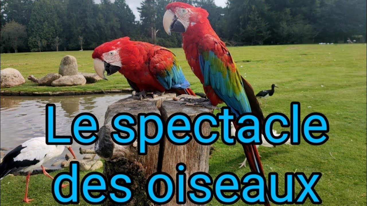 spectacle des oiseaux Zoo de Branféré