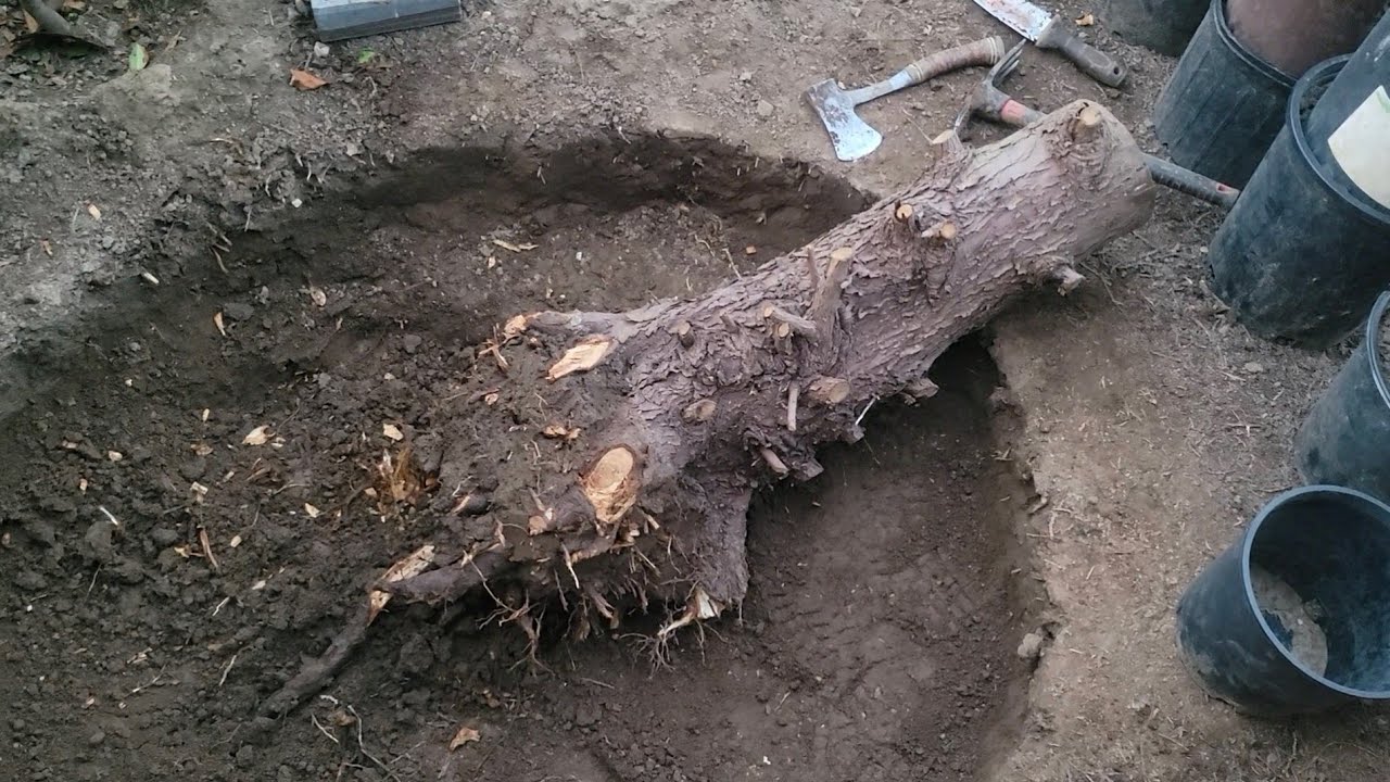 More stump removal, plus spring update.