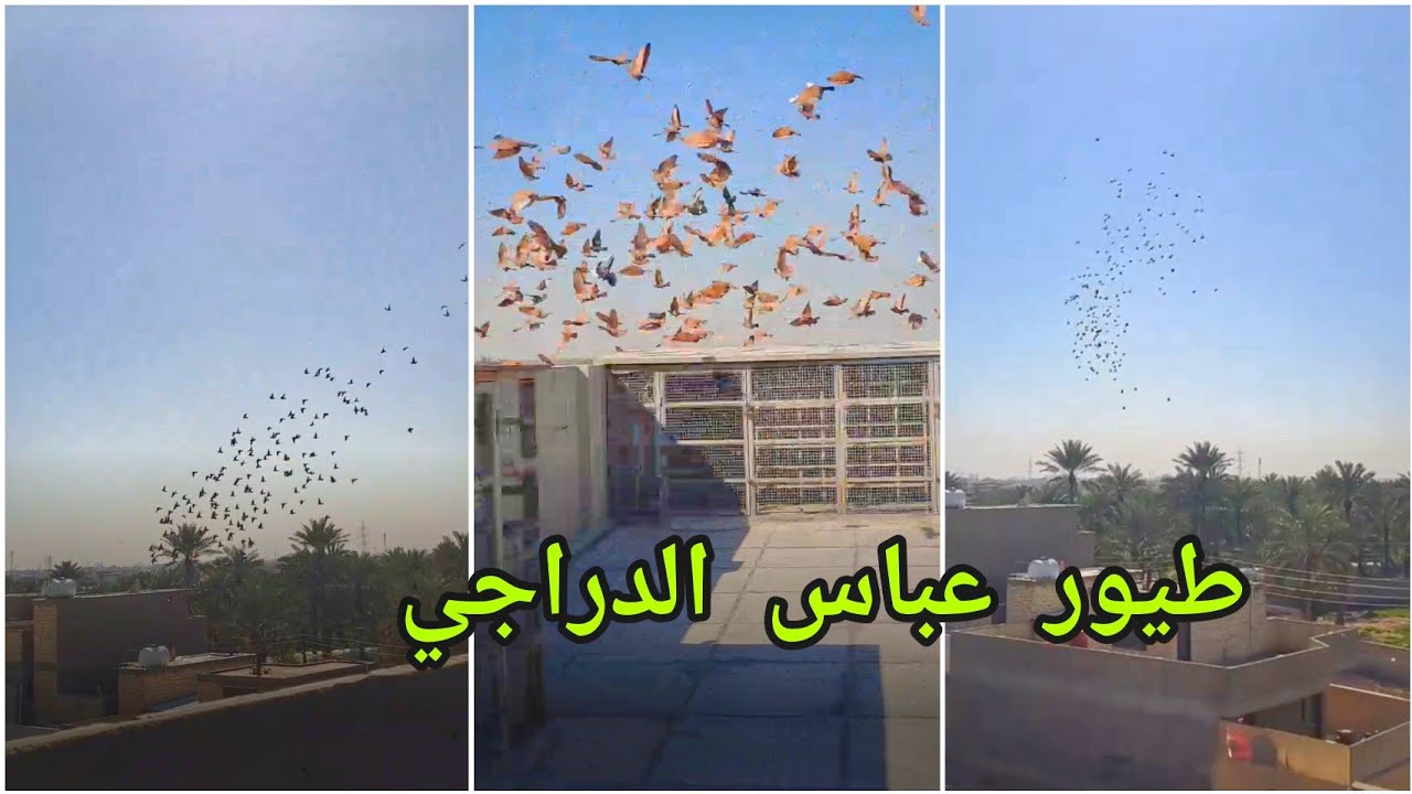 زياره ميدانيه يم الكابتن جواد الدراجي وعباس الدراجي شوفو لهزيمه