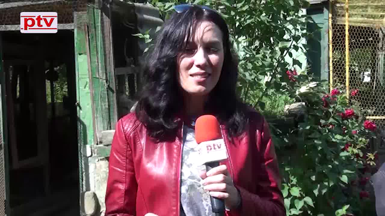 Uzgoj golubova na području Brčko distrikta BiH