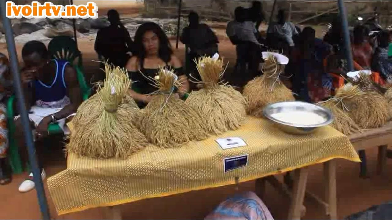 Sinfra/Festival Sahadre: Le peuple Gouro d&eacute;termin&eacute; &agrave; valoriser le riz local