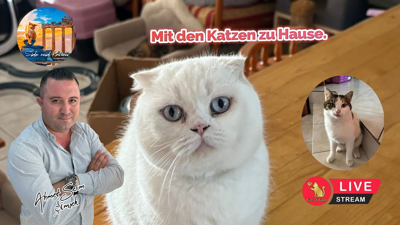 Mit den Katzen zu Hause.