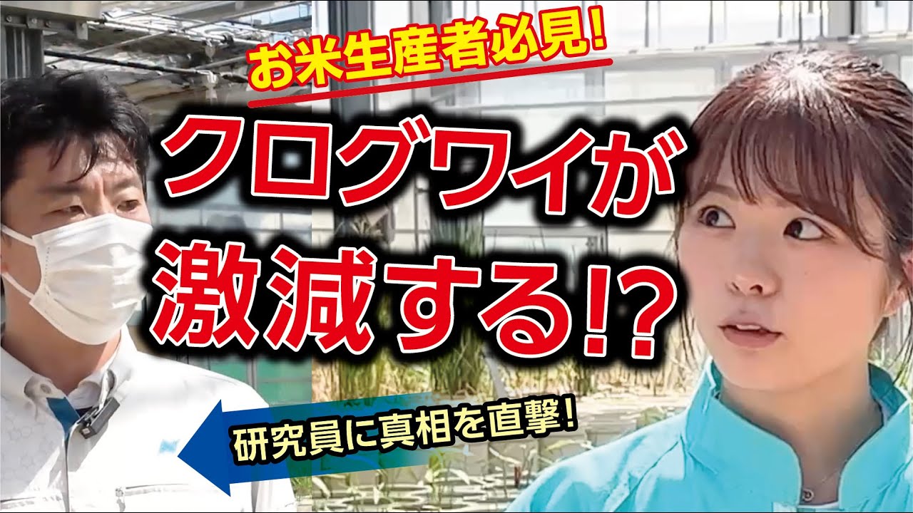 クログワイの発生が減る！？　ふたばが研究員に聞く、水稲用除草剤成分「アルテア」の実力！