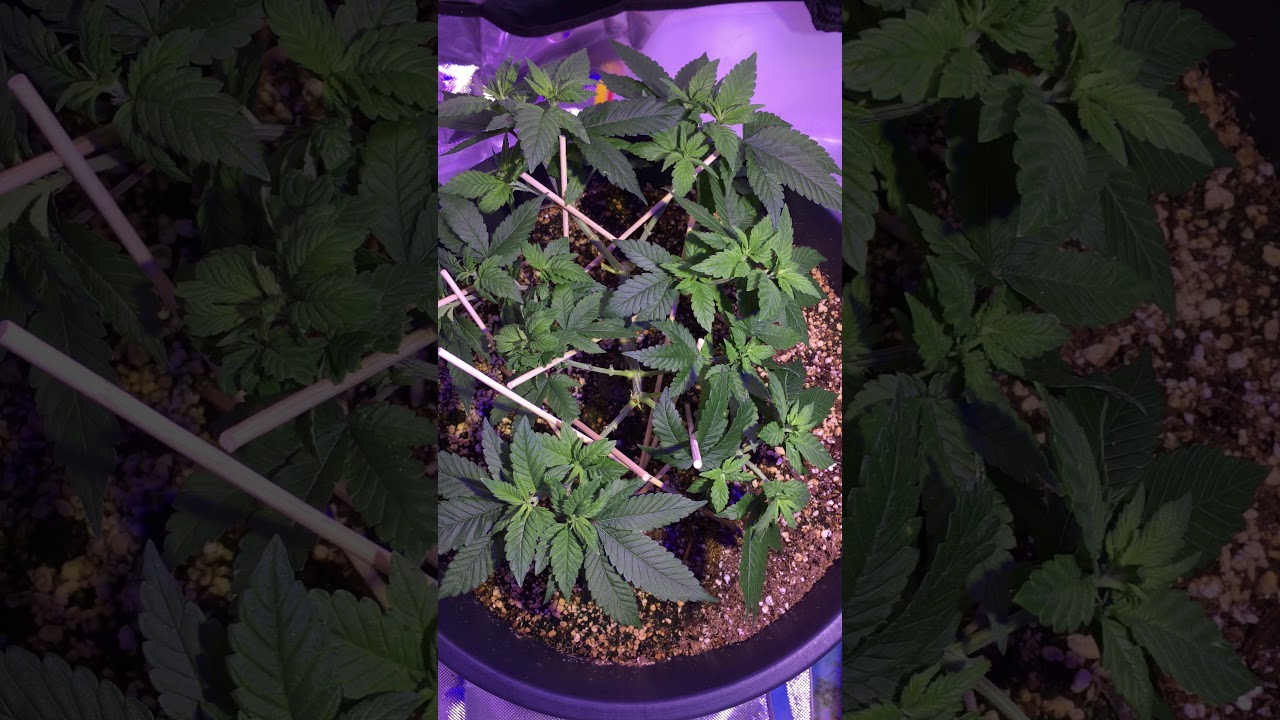 19 tops update, Female Purple Kush Plant