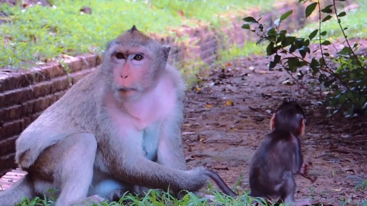 Baby Monkey's Gradual Independence@monkeyscorner