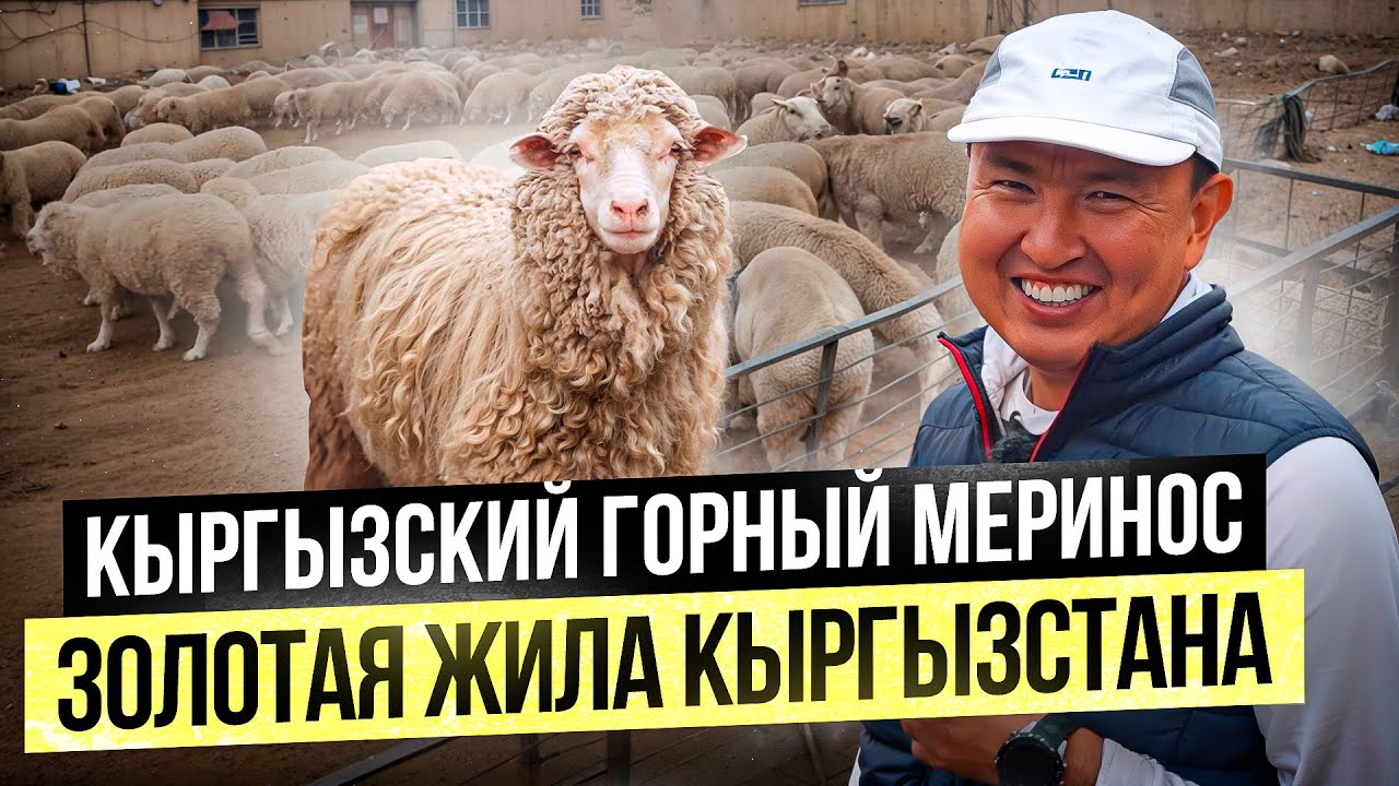 Кыргызская шерсть лучше Австралийской!? – Сколько приносит разведение овец Горный Меринос?