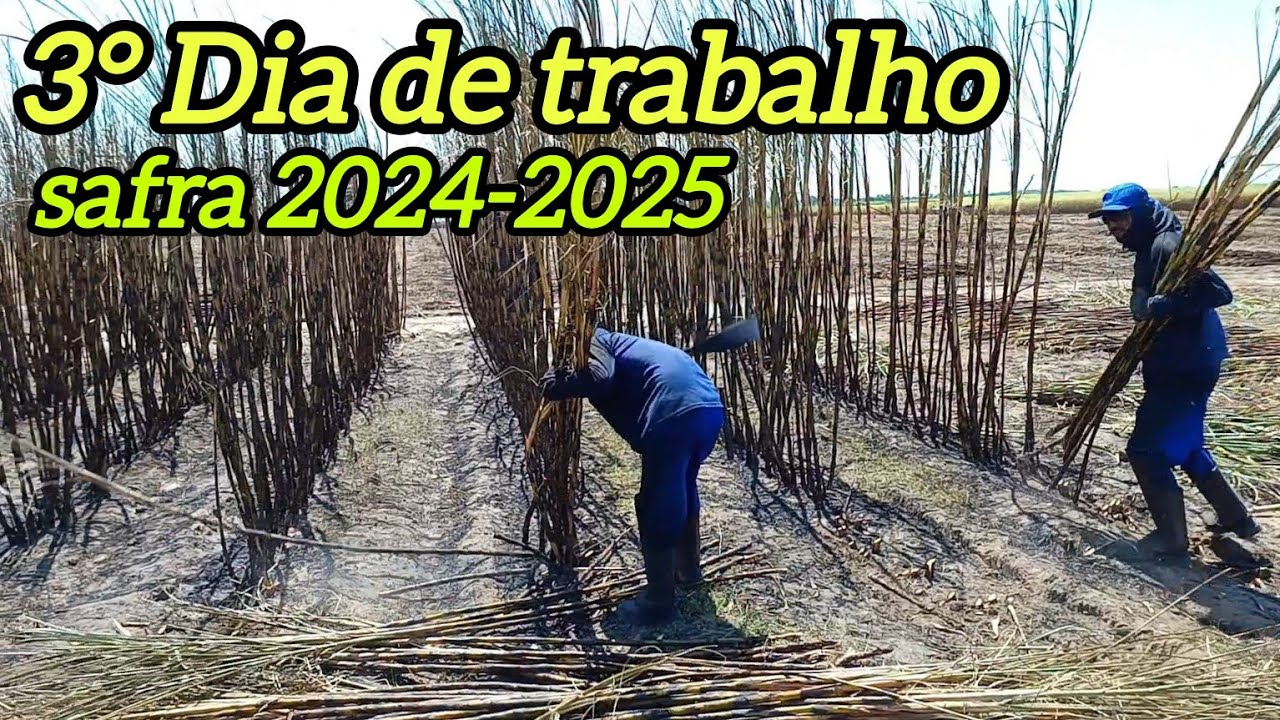 Terceiro dia no corte de cana,  só raleira. Tá só começando a safra por cá.