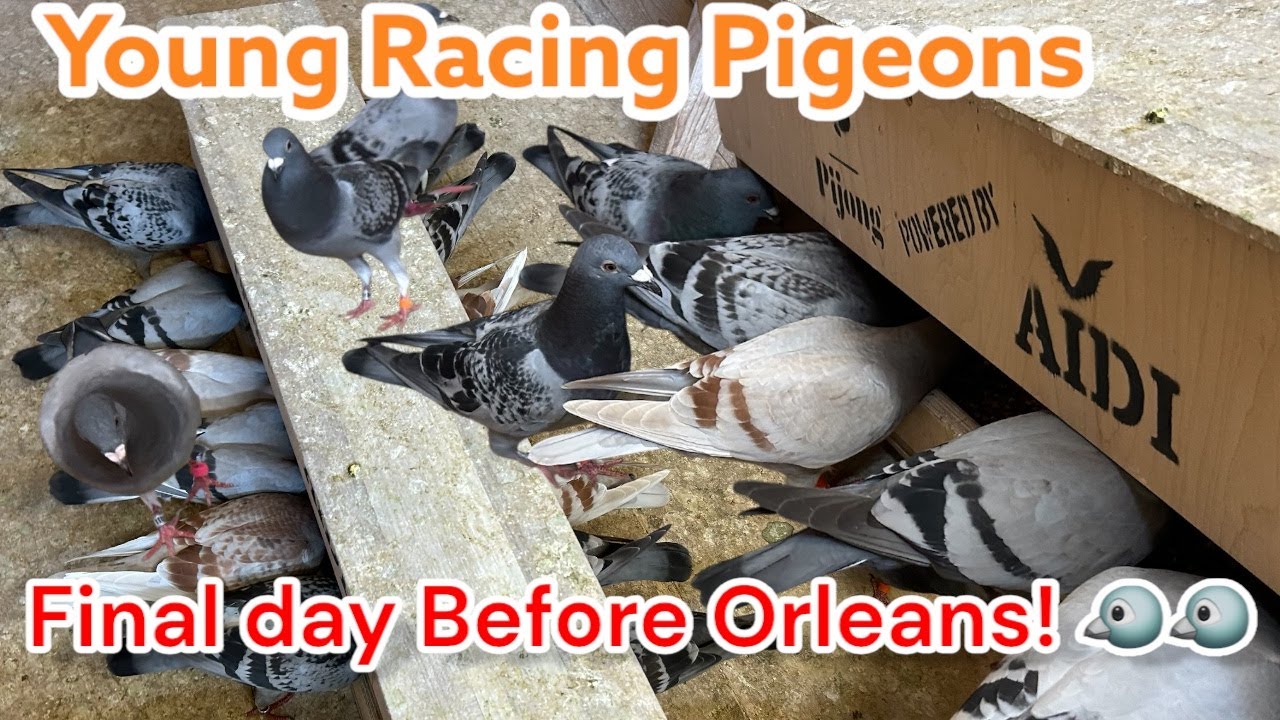 Young Racing Pigeons in Top Form | Final Day Before Orléans 🕊️🏁