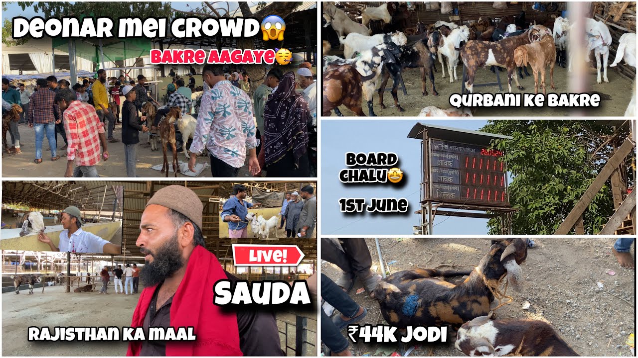 Deonar Bakra Mandi 2024 1st June Latest Update || Mandi Starting Soon || Zaid Ansari Vlogs #deonar