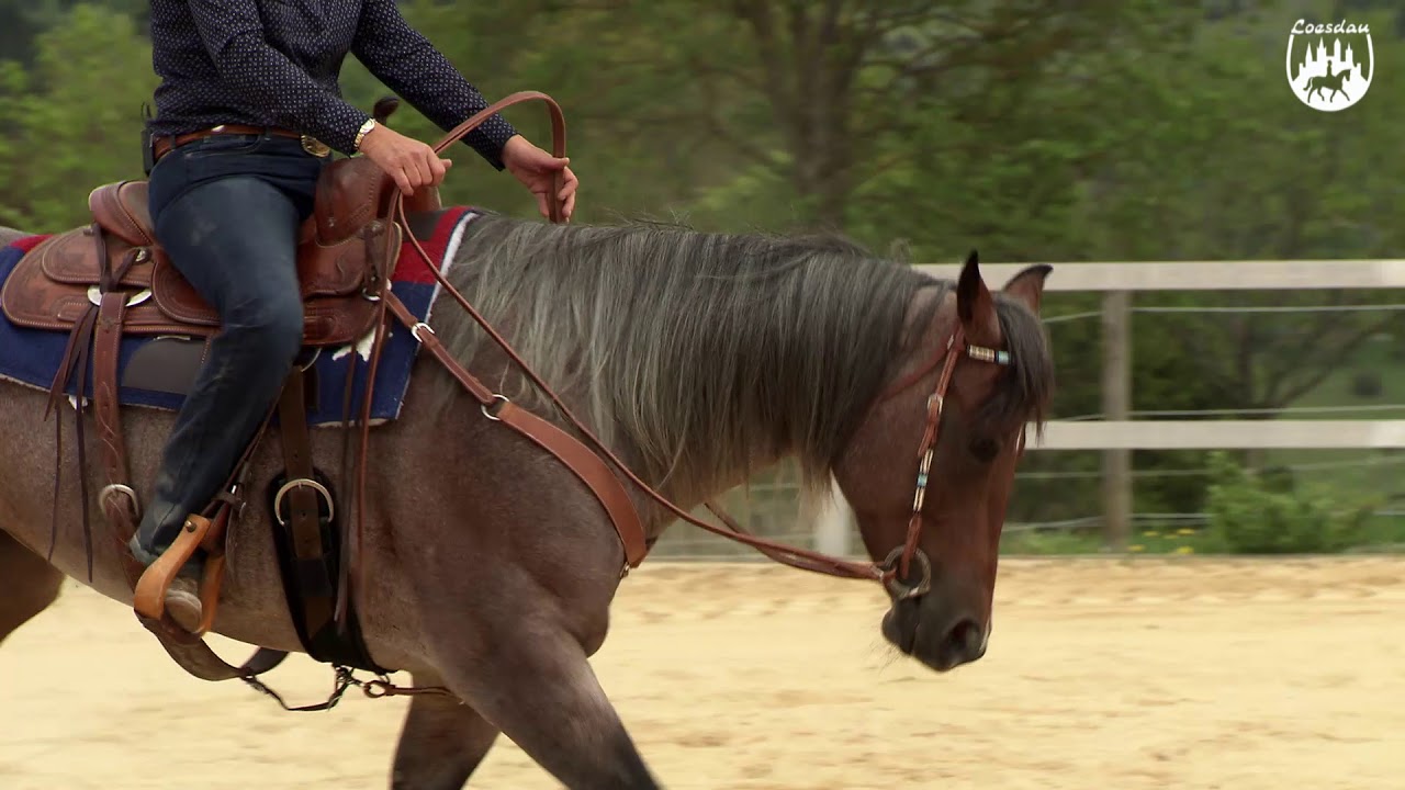 Loesdau Lessons: Grundlagen der Reitpferdeausbildung mit Ute Holm Teil 5 Pferd besser lenken
