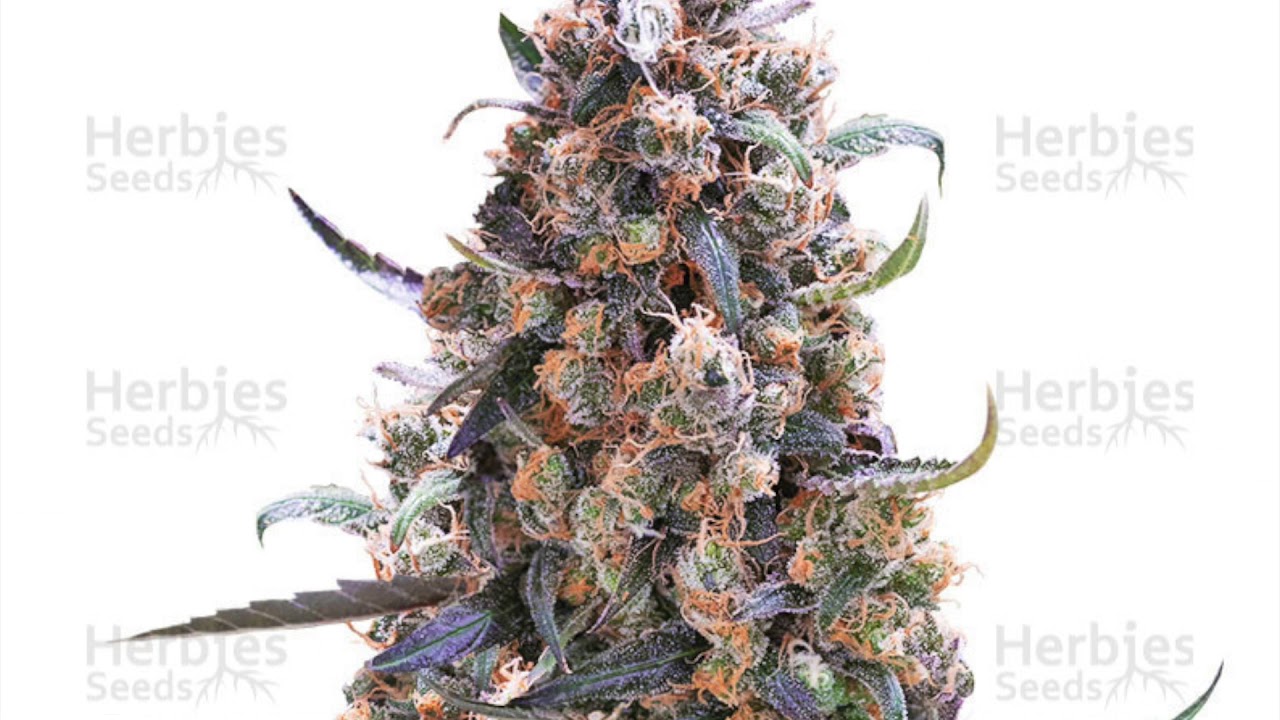 Top 5 Sativa Strains!