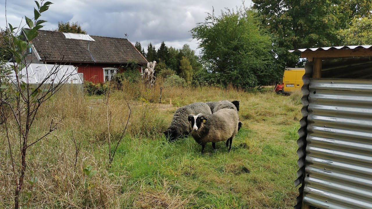 Begin van een nieuwe permacultuur tuin! || Mijn off-grid boerderij VLOG 63