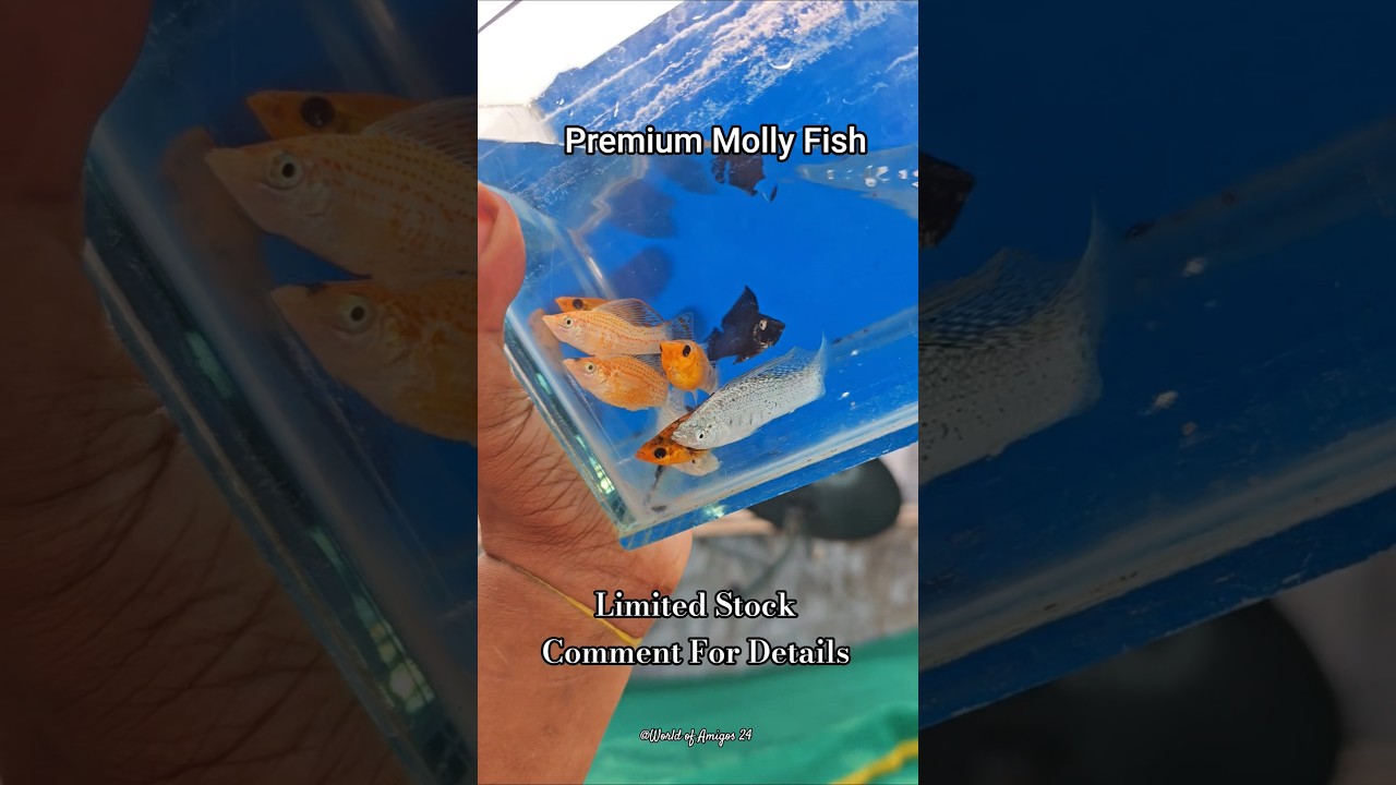 Looking for high-quality Molly fish? 🐠  Add these high quality Mollies to your tank 
