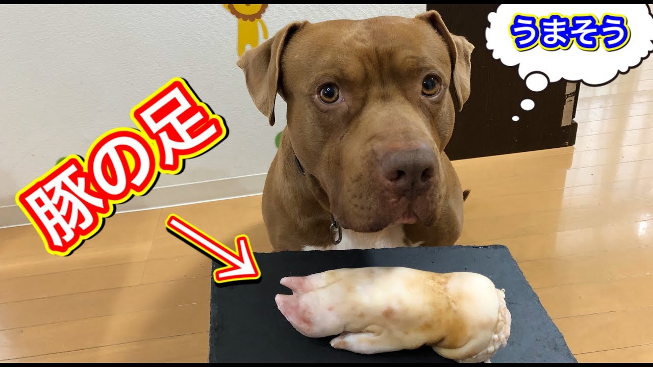 【咀嚼音】豚足を食べる【Eating Sounds】