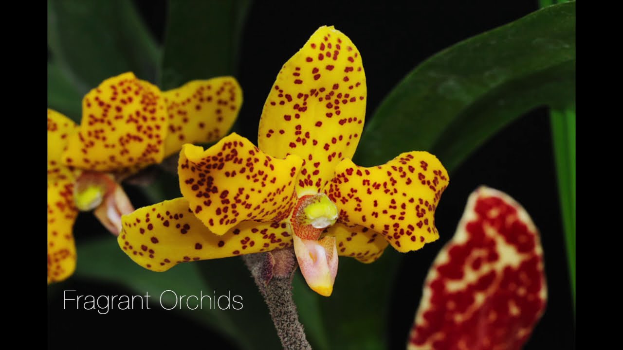 Rare species Dimorphorchis Lowii. Mini orchid Schoenorchis fragrans from Msb-orchideen.