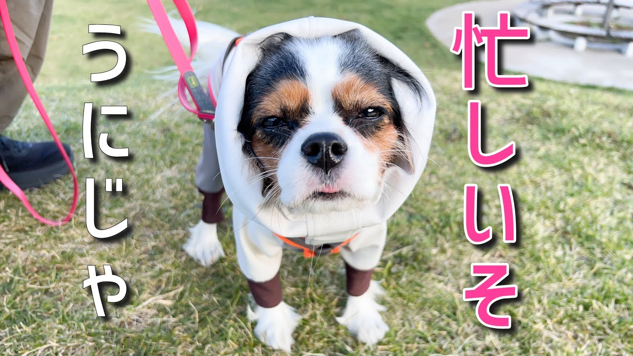 新しいサロンと念の為の通院とお散歩と(6歳キャバリア)