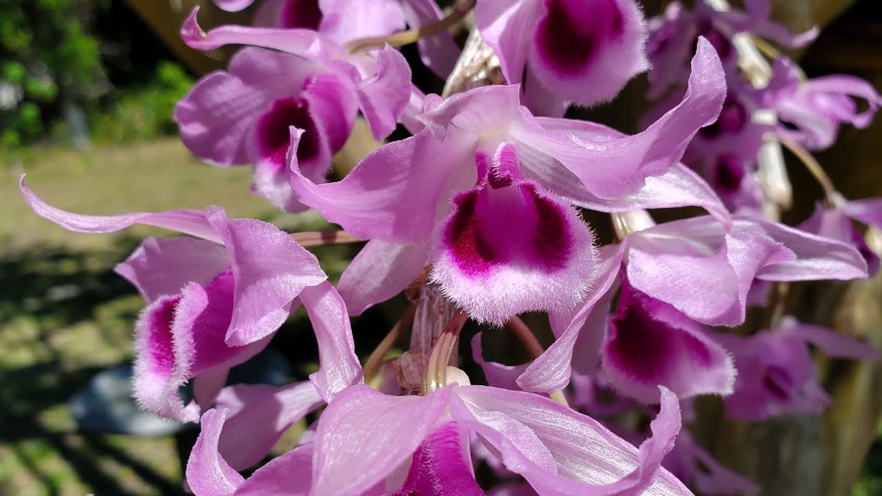 Dendrobium Anosmum
